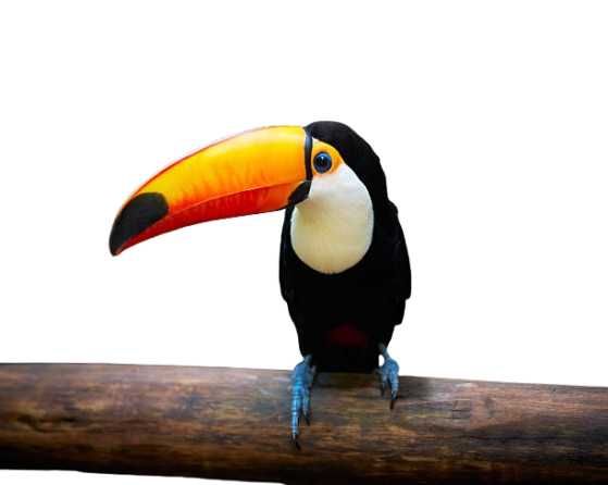 Tucano